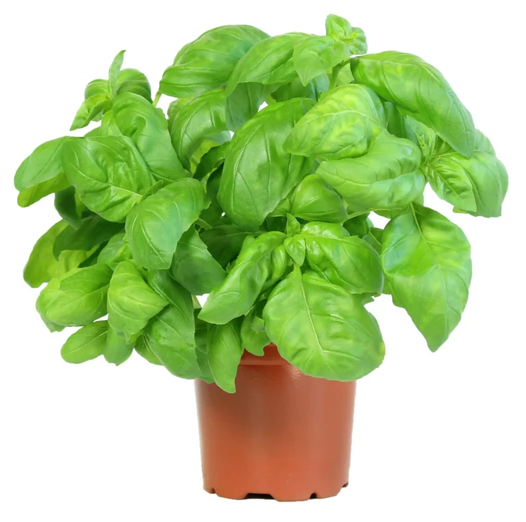 Sweet basil plant in a nursery pot on a white background.