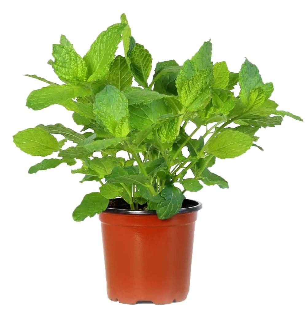Mint plant in a growers pot on a white background.