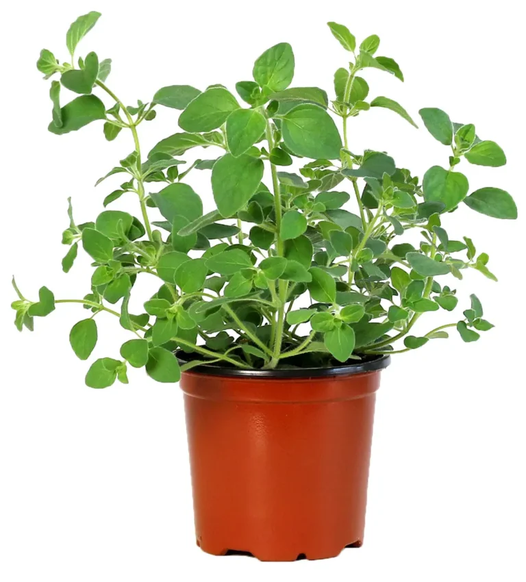 Organic oregano in a pot grown by Rocket Farms on a white background.