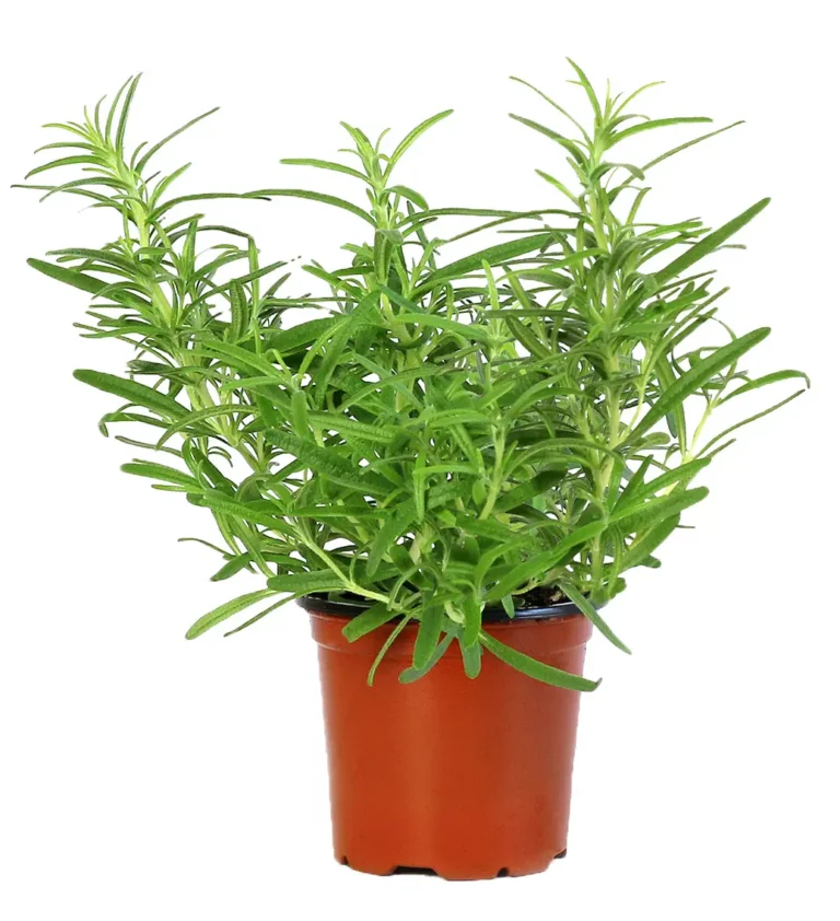 Rosemary plant grown by Rocket Farms on a white background.