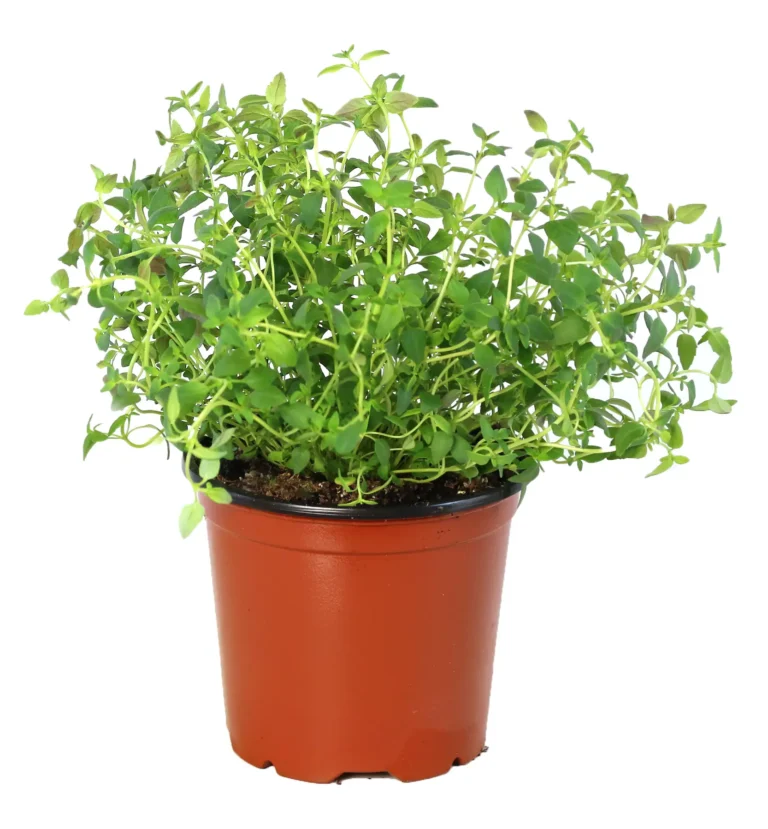 Thyme plant grown by Rocket Farms on a white background.