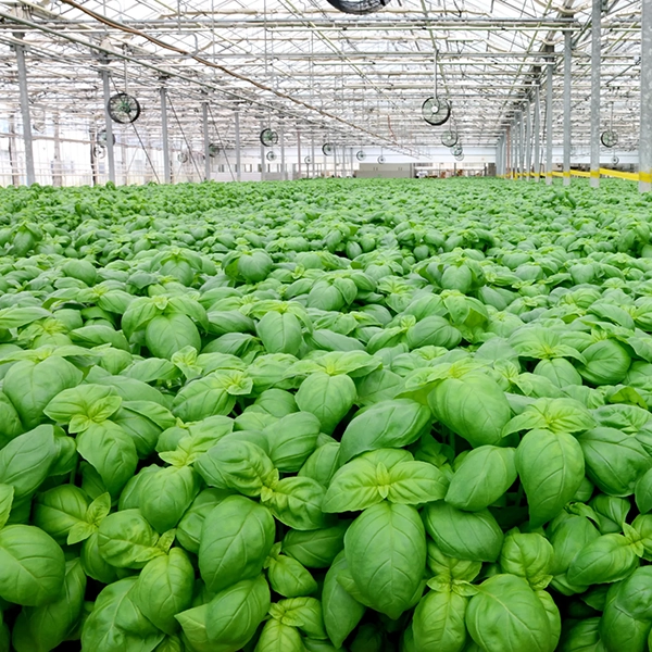 many basil plants growing in a greenhouse