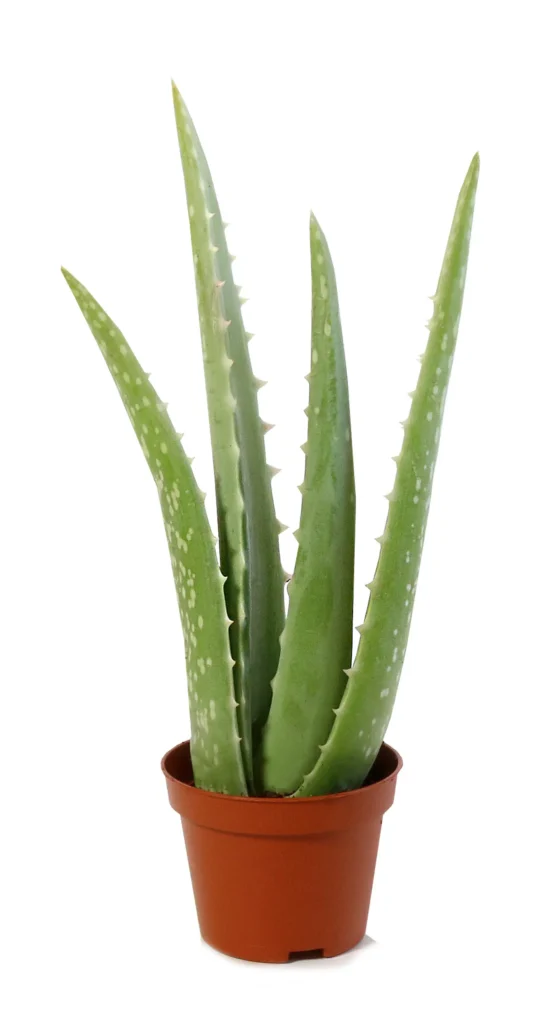 Aloe Vera plant in a nursery pot on a white background.