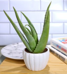 Aloe