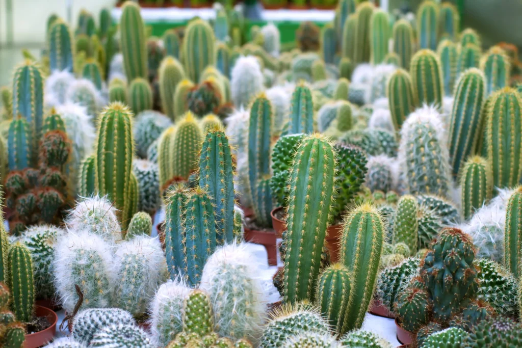 Assortment of many different cactus plants.