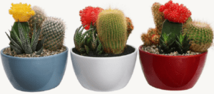 Mini Cactus Gardens