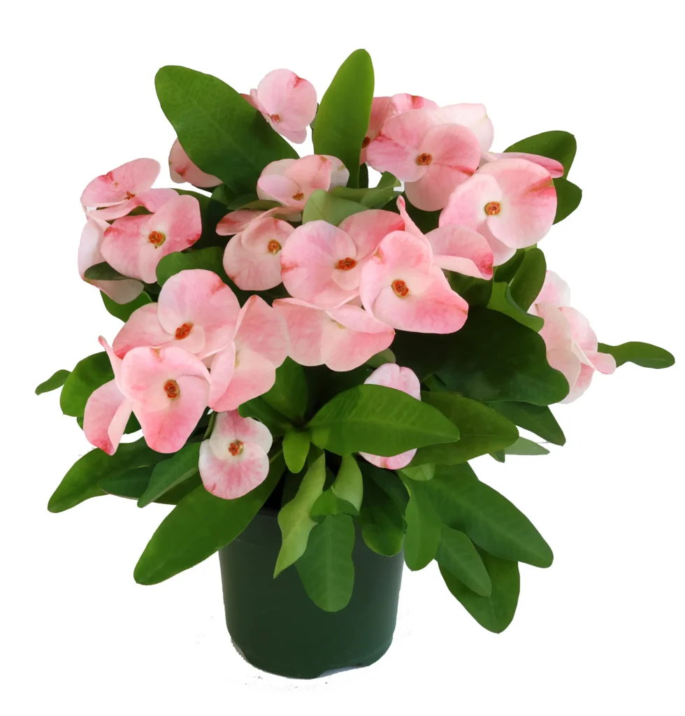 Pink Euphorbia plant with pink blooms on white background
