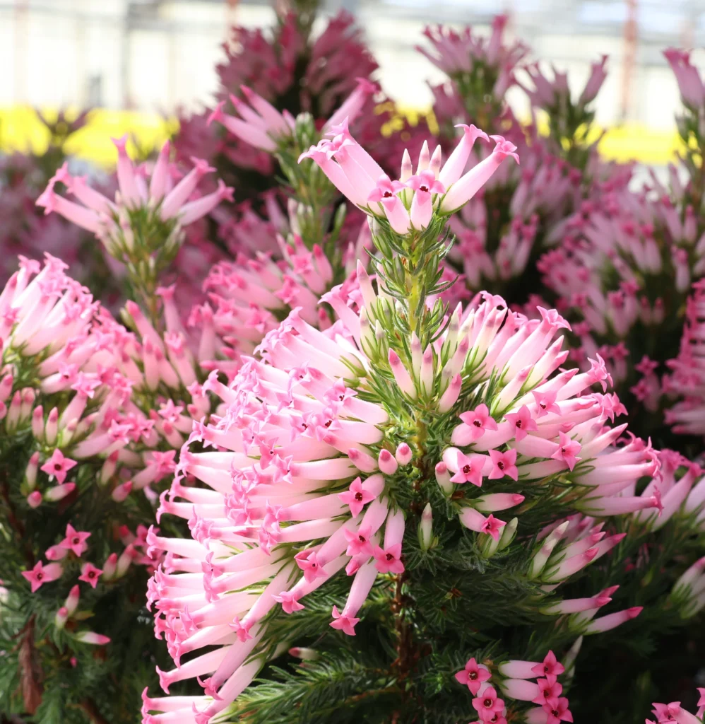 Many blooming heather plants in a greenhouse with pink flowers.