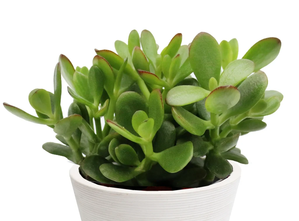 Jade plant in a white pot on a white background.