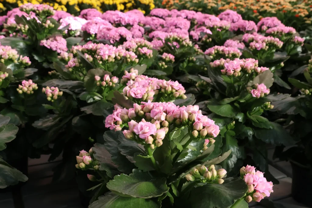 Many Kalanchoe plants starting to bloom in a pink color.
