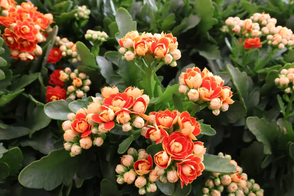 Kalanchoe plants blooming orange flowers.