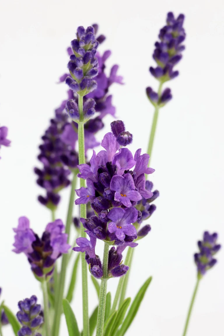 Lavender plant close up grown by Rocket Farms on a white background.