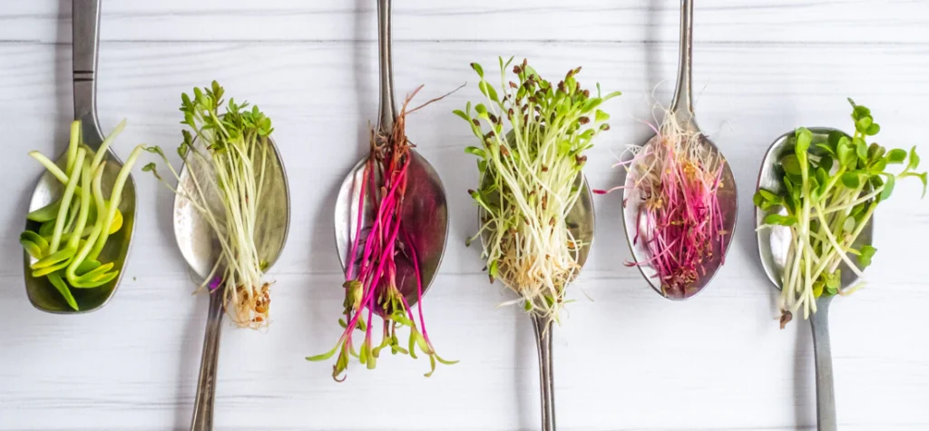 Microgreens on spoons