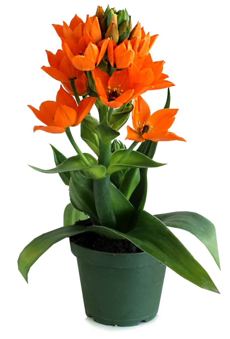 Orange star plant on white background.