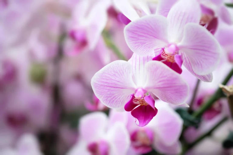 Soft purple orchid blooms close up.