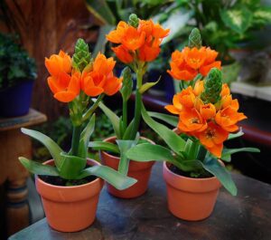 Orange Star