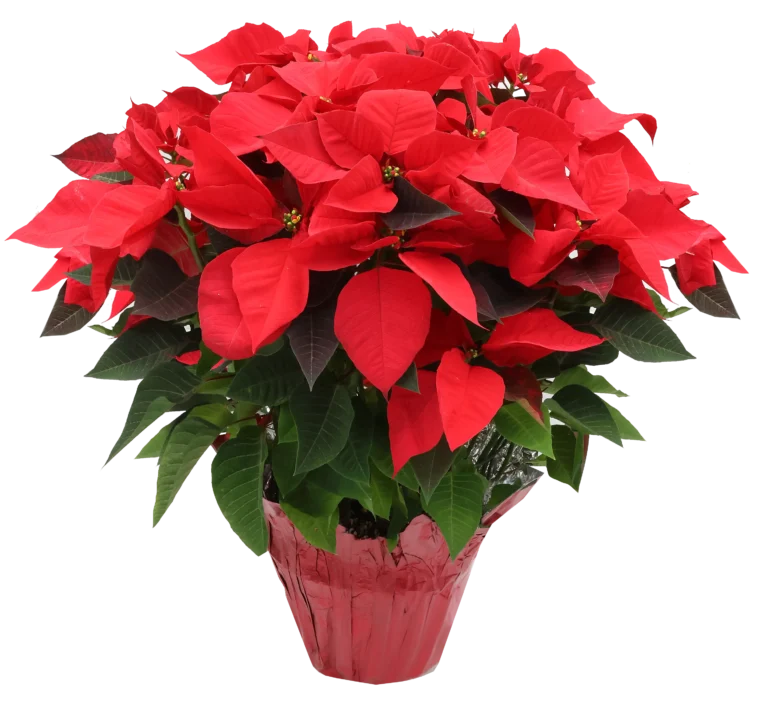 red poinsettia plant in a red pot.