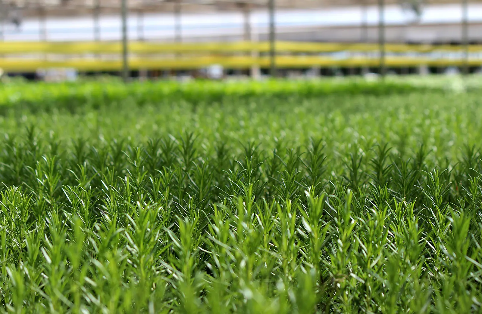 Rosemary plants growing in a greenhouse.
