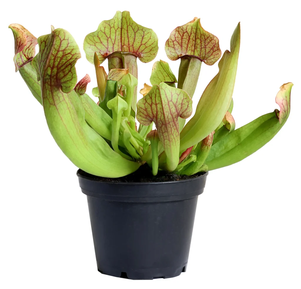 Sarracenia, or pitcher plant, in a black nursery pot on a white background.