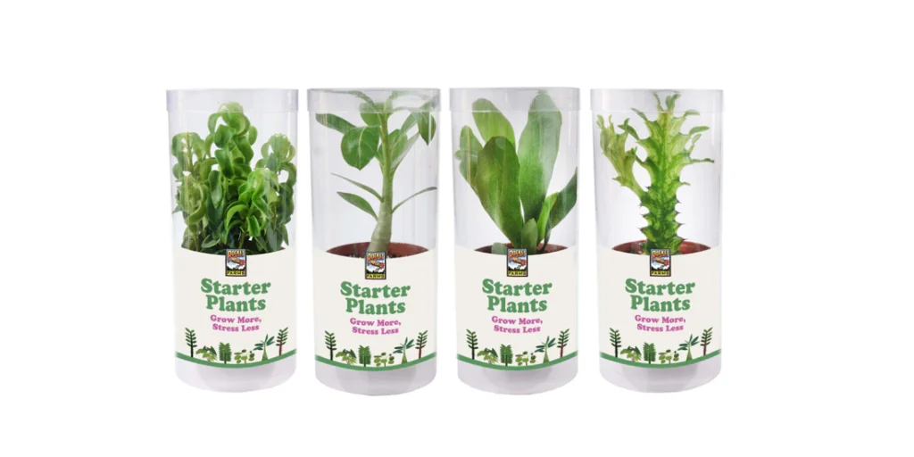 Four starter plants in clear plastic packaging from Rocket Farms.