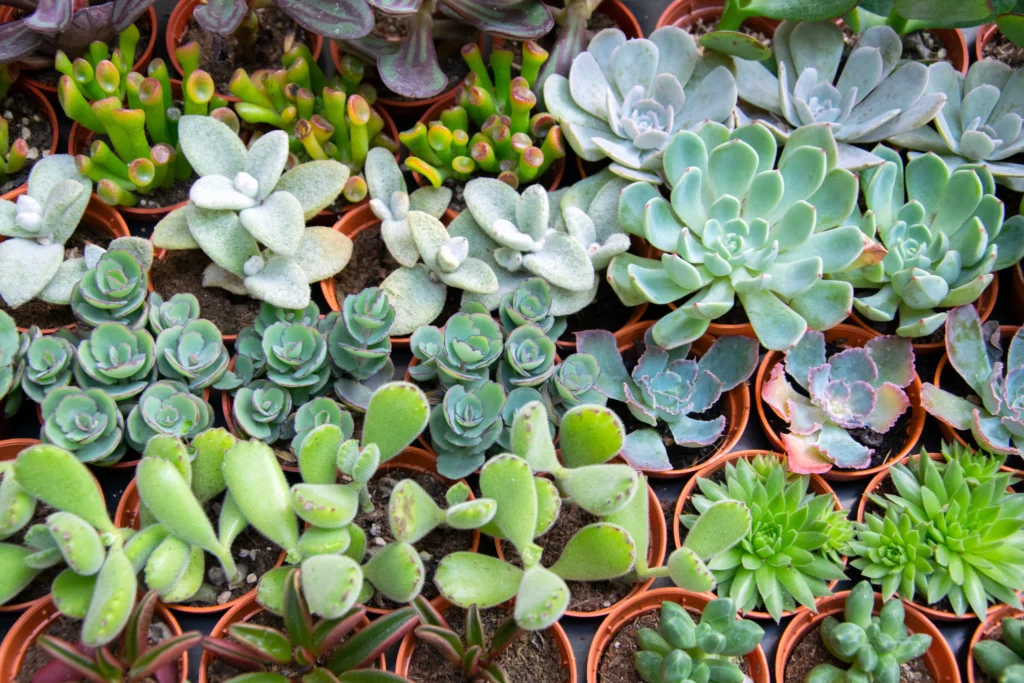 Assortment of various succulents in two inch pots.