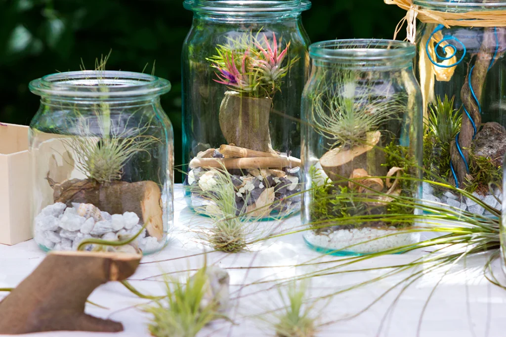 Multiple Tillandsia air plants in and around glass jar terrariums.