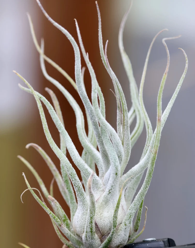 Tillandsia air plant close up