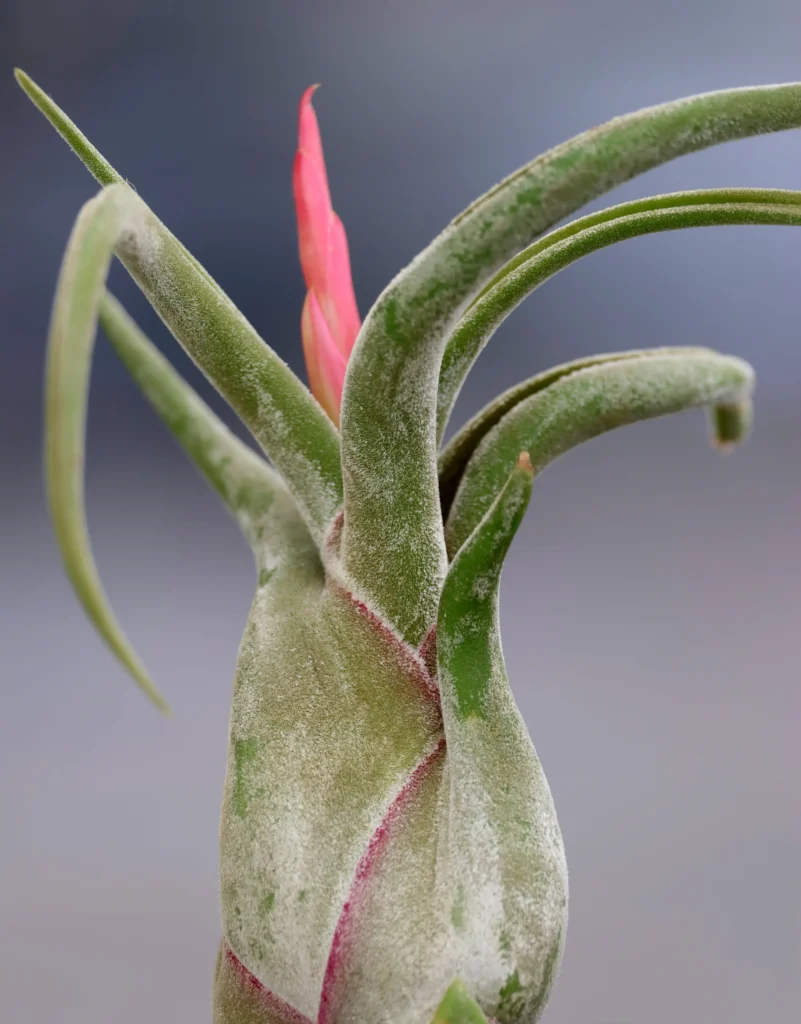 Tillandsia air plant close up.