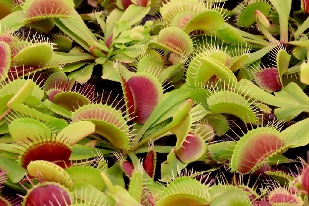 Venus Flytrap up close.