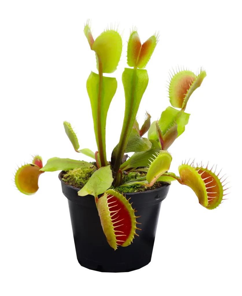 Venus flytrap plant in a nursery pot.