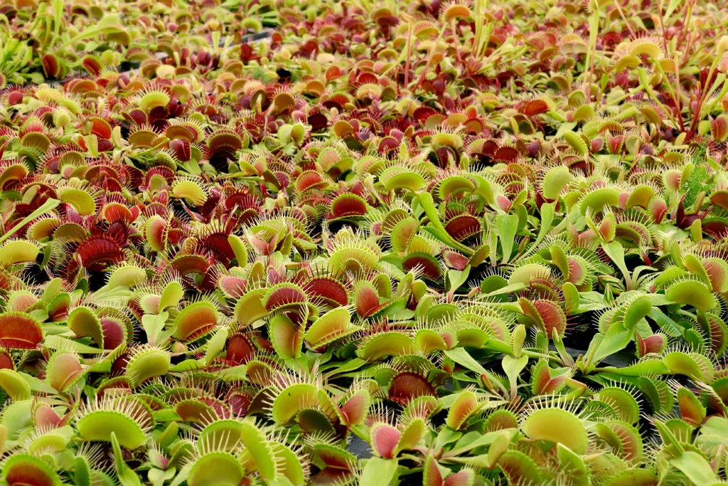 Swath of venus fly traps growing among moss.